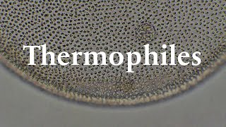 Try To Find Thermophile [upl. by Miko]