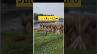 Jute ka process textile home science tgt pgt youtubeshorts ytshorts tgthomescience youtube [upl. by Atinad575]