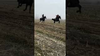 Mana ot choptirish😱😱😱 reels rek uloq otlar buzkashi attar kokan tashkent uzbekistan [upl. by Chenay840]