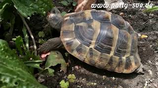 griechische Landschildkröte flitzt durch´s Gehege [upl. by Luisa772]