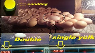 INCUBATE DOUBLE YOLK EGG IN INCUBATOR  WATCH IS IT HATCH  NEW 2020 MUST WATCH [upl. by Knipe676]