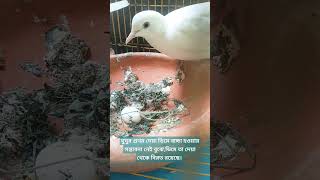 Dove Gives Up on Unfertilized Egg [upl. by Kremer]