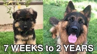 WATCH MY PUPPY GROW  GERMAN SHEPHERD [upl. by Gitlow792]