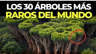 Los 30 árboles más extraños del mundo [upl. by Recor]