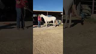 Sugar is doing great with her training She is a horse that will hit her flight response quickly [upl. by Dnalwor552]