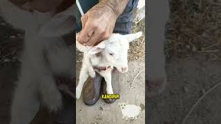 Anne Koyunu Kandıran Zeka Dolu Yöntem 🐑 [upl. by Jerusalem]