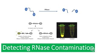 Ribonuclease RNAse  Properties of RNases RNAse Contamination and Detecting RNase Contamination [upl. by Lise]