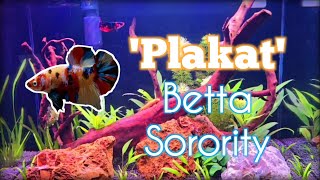 The PLAKAT Betta Sorority  Nks Aquatics [upl. by Gabriello700]