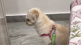 Lhasa Apso barking [upl. by Haydon618]