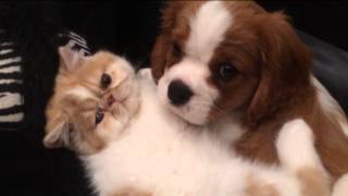 Cavalier King Charles Spaniel and Exotic Persian brotherly love [upl. by Inalaek]