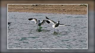 Baie de Somme Rivalité entre Avocette et Echasse blanche [upl. by Cosme]