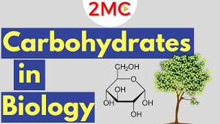 Carbohydrates  Biological Molecules Simplified 1 [upl. by Eelir]