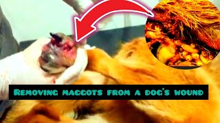 maggots remove in dogsremoving maggots in dogsMaggots remove from Dogs StepbyStep Guides Tips [upl. by Ardnayek]