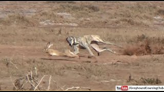 hunting with dogs 2021  galgos vs liebres  dog and rabbit [upl. by Ariet]