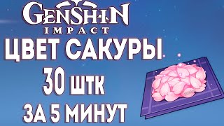 ЦВЕТ САКУРЫ sakura bloom 30 ШТК ЗА 5 МИНУТЫ Гайд Маршрут ► Genshin Impact [upl. by Aluor]