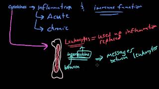 26  The chemicals of inflammation  PAF Cytokines Tumor Necrosis Factor Interleukin1 [upl. by Orianna181]