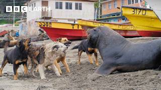 Sea Lions vs Dogs  4K UHD  Mammals  BBC Earth [upl. by Mharg963]