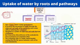 Uptake of water by roots and pathways  Symplast Apoplast and Vacuolar pathways [upl. by Gnuhn]