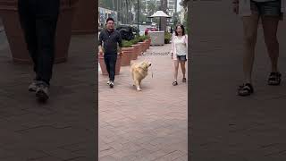 Friendliest Dog ever 🐶…… dog comedy funnydog shorts [upl. by Anaidni]