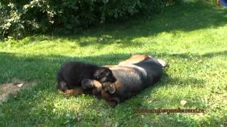 Chiots berger allemand a Lady et ceux de Harley [upl. by Lussier]