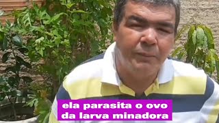 ACABE DE VEZ COM A LARVA MINADORA 3 DICAS INFALÍVEIS [upl. by Prisca498]