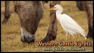 WESTERN CATTLE EGRETS pulling ticks off cattle and removing pesky flies [upl. by Selwin]