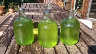 Micro Algae for Biodiesel [upl. by Jeaz]