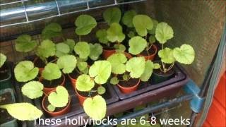 hollyhocks from seed Successful propagation Tips and Help [upl. by Lonier]