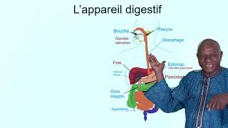 Lappareil digestif [upl. by Oiligriv]