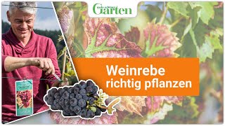 Expertenwissen Weinrebe erfolgreich pflanzen  Gartentipps für eine ertragreiche Ernte [upl. by Tabbi]