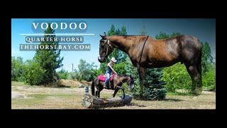 quotMeet Vooquot Black Quarter Horse Gelding For Sale Hunter JumperTrailYouth [upl. by Leda]