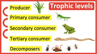 Trophic levels  Producer primary consumer secondary consumer tertiary consumer amp decomposers [upl. by Pylle]