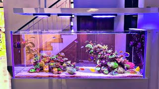 INSANE Peninsula Style Reef Tank Setup [upl. by Hafeenah]