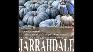 Jarrahdale Blue Pumpkin Cucurbita maxima Seeds SEEDS on wwwMySeedsCo [upl. by Wardieu]