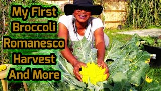 My First Broccoli Romanesco Harvest And More [upl. by Pickens]