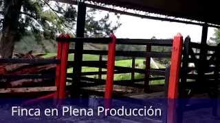 En Venta Granja Productiva en Marinilla Antioquia Colombia [upl. by Jankell330]