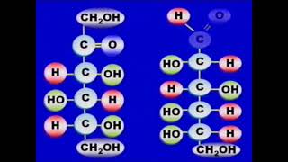 Morfofisiologia Humana I AO2 Componentes Moleculares Precursores de Macromoleculas [upl. by Okihsoy]