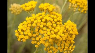 Helichrysum DIY Recipes helichrysum diy essentialoils [upl. by Silvia542]