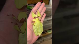 the largest leaf stick insect in the world Phyllium giganteum leafstickinsect exoticinsects [upl. by Livy]