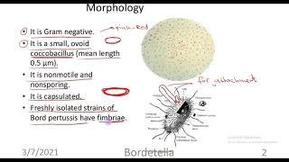 Bordetella [upl. by Ym]