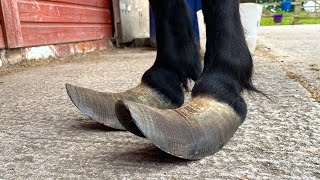 Trimming Extremely Long Hooves On A Shetland Pony [upl. by Valenba447]