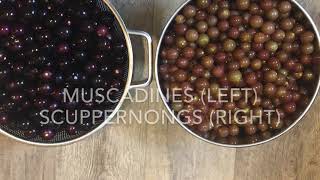 Making Muscadine And Scuppernong Jelly [upl. by Ruthven]