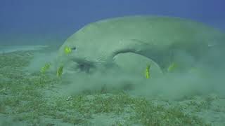 Dugong the Water Pigs  Fun Facts [upl. by Nnaed]