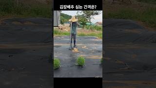 김장배추 심는 시기 이렇게 심어야 죽지 않고 잘 자랍니다  김장배추 심는 간격은 [upl. by Jadd600]