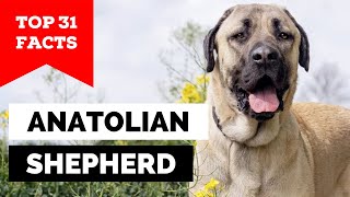 99 of Anatolian Shepherd Dog Owners Dont Know This [upl. by Jenei]