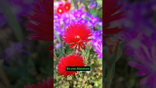 Lampranthus spectabilis Cubresuelos de bajo consumo hidrico y gran floración jardineríasostenible [upl. by Persis]