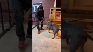 5 Month Old XL American Bully Puppies Biting [upl. by Othelia93]