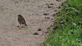 20241018 LJUBLJANA Botanični vrt PASSERIFORMES Erithacus rubecula TAŠČICA [upl. by Ssilem776]