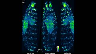 Calcium Signaling in Drosophila Larva [upl. by Rist57]