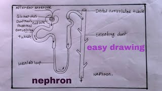 how to draw nephron easilynephron drawing [upl. by Nilya668]